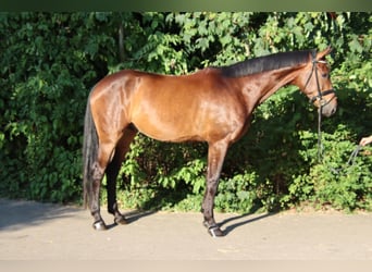 Koń oldenburski, Wałach, 5 lat, 177 cm, Gniada
