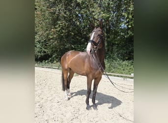 Koń oldenburski, Wałach, 5 lat, 177 cm, Gniada