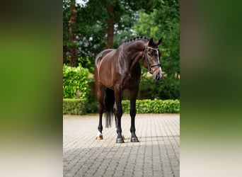 Koń oldenburski, Wałach, 5 lat, 179 cm, Skarogniada