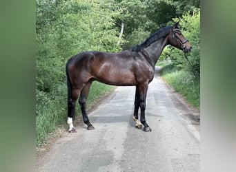 Koń oldenburski, Wałach, 5 lat, 180 cm, Ciemnogniada