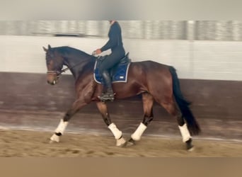 Koń oldenburski, Wałach, 6 lat, 161 cm, Gniada