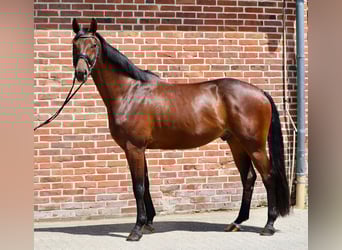 Koń oldenburski, Wałach, 6 lat, 165 cm, Gniada