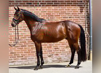 Koń oldenburski, Wałach, 6 lat, 165 cm, Gniada