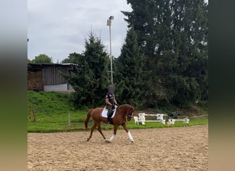 Koń oldenburski, Wałach, 6 lat, 165 cm, Kasztanowata