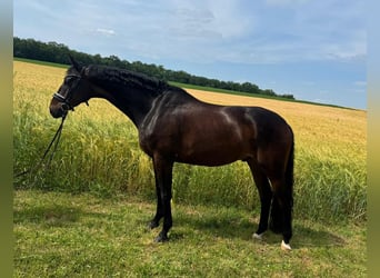 Koń oldenburski, Wałach, 6 lat, 167 cm, Gniada