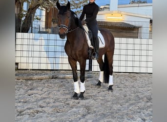 Koń oldenburski, Wałach, 6 lat, 167 cm, Gniada