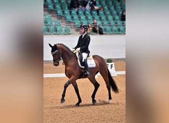 Koń oldenburski, Wałach, 6 lat, 167 cm, Gniada