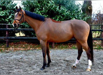 Koń oldenburski, Wałach, 6 lat, 168 cm