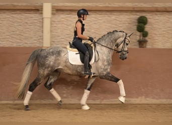 Koń oldenburski, Wałach, 6 lat, 168 cm, Siwa