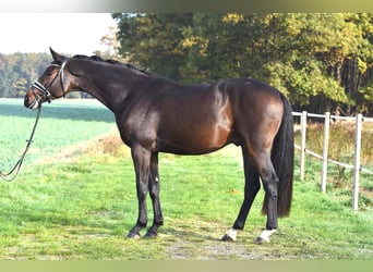 Koń oldenburski, Wałach, 6 lat, 169 cm, Ciemnogniada