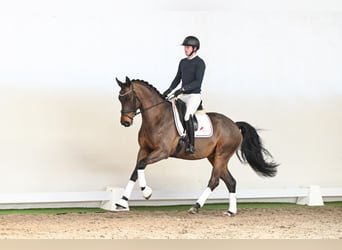 Koń oldenburski, Wałach, 6 lat, 170 cm, Gniada