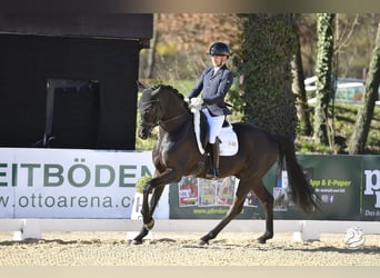 Koń oldenburski, Wałach, 6 lat, 170 cm, Kara
