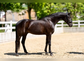 Koń oldenburski, Wałach, 6 lat, 170 cm, Kara
