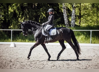 Koń oldenburski, Wałach, 6 lat, 171 cm, Kara