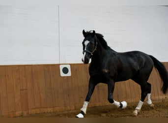 Koń oldenburski, Wałach, 6 lat, 171 cm, Kara