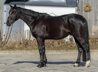 Koń oldenburski, Wałach, 6 lat, 171 cm, Kara