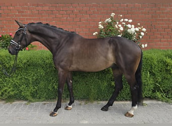 Koń oldenburski, Wałach, 6 lat, 172 cm, Ciemnogniada