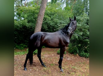 Koń oldenburski, Wałach, 6 lat, 172 cm, Kara