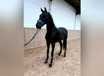 Koń oldenburski, Wałach, 6 lat, 172 cm, Kara