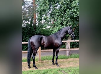 Koń oldenburski, Wałach, 6 lat, 172 cm, Kara