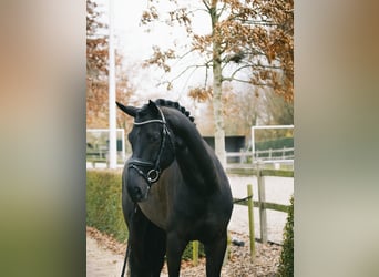 Koń oldenburski, Wałach, 6 lat, 174 cm, Kara