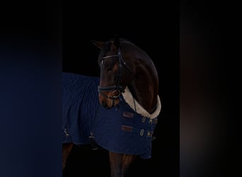 Koń oldenburski, Wałach, 6 lat, 175 cm, Ciemnogniada