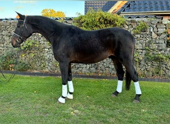 Koń oldenburski, Wałach, 6 lat, 175 cm, Skarogniada