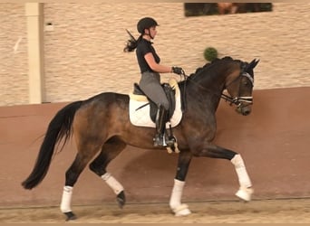 Koń oldenburski, Wałach, 6 lat, 177 cm, Ciemnogniada