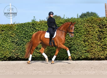 Koń oldenburski, Wałach, 6 lat, 180 cm, Kasztanowata