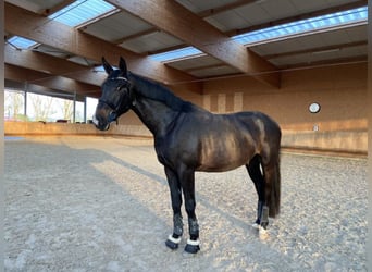 Koń oldenburski, Wałach, 6 lat, 180 cm, Skarogniada