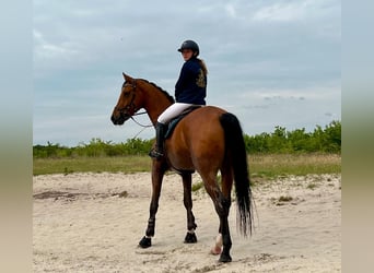 Koń oldenburski, Wałach, 6 lat, 184 cm, Gniada