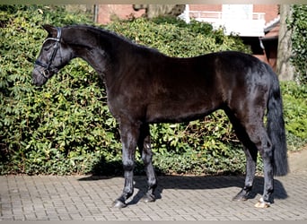 Koń oldenburski, Wałach, 7 lat, 164 cm, Kara