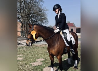 Koń oldenburski, Wałach, 7 lat, 165 cm, Gniada