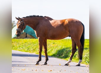 Koń oldenburski, Wałach, 7 lat, 168 cm, Gniada