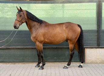 Koń oldenburski, Wałach, 7 lat, 169 cm, Gniada