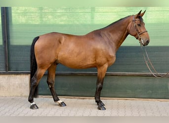 Koń oldenburski, Wałach, 7 lat, 169 cm, Gniada