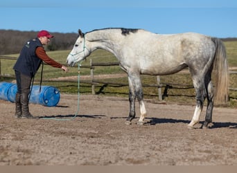 Koń oldenburski, Wałach, 7 lat, 169 cm, Siwa jabłkowita