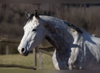 Koń oldenburski, Wałach, 7 lat, 169 cm, Siwa jabłkowita