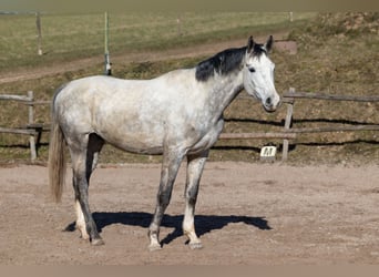 Koń oldenburski, Wałach, 7 lat, 169 cm, Siwa jabłkowita