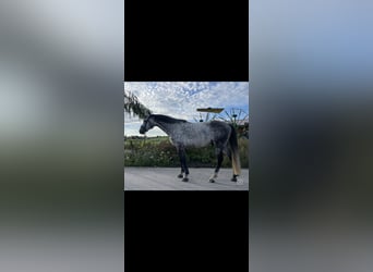 Koń oldenburski, Wałach, 7 lat, 170 cm, Siwa jabłkowita