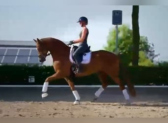 Koń oldenburski, Wałach, 7 lat, 171 cm, Kasztanowata