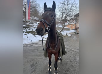 Koń oldenburski, Wałach, 7 lat, 172 cm, Gniada