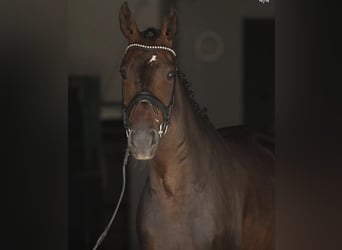 Koń oldenburski, Wałach, 7 lat, 173 cm, Ciemnogniada
