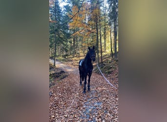 Koń oldenburski, Wałach, 7 lat, 175 cm, Ciemnogniada