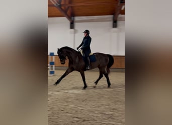 Koń oldenburski, Wałach, 7 lat, 175 cm, Ciemnogniada