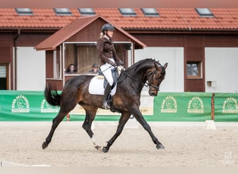 Koń oldenburski, Wałach, 7 lat, 175 cm, Ciemnogniada