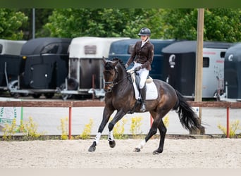 Koń oldenburski, Wałach, 7 lat, 175 cm, Ciemnogniada