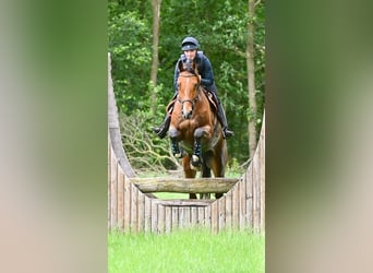 Koń oldenburski, Wałach, 7 lat, 184 cm, Gniada