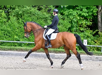 Koń oldenburski, Wałach, 7 lat, 184 cm, Gniada