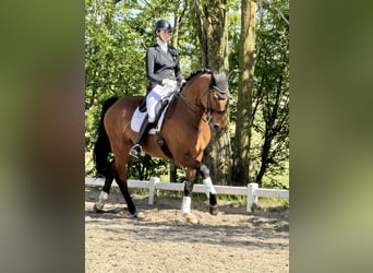 Koń oldenburski, Wałach, 7 lat, 184 cm, Gniada